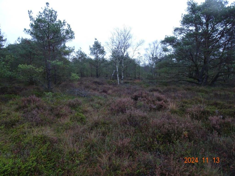 Moorheide Birkhahnweg